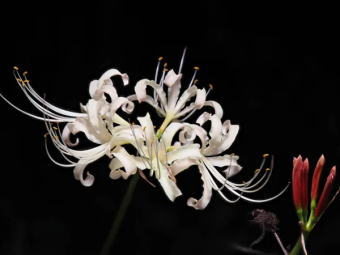 parler en toute simplicité